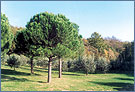 rental villa in italy