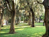 Vegetazione di Sorrento